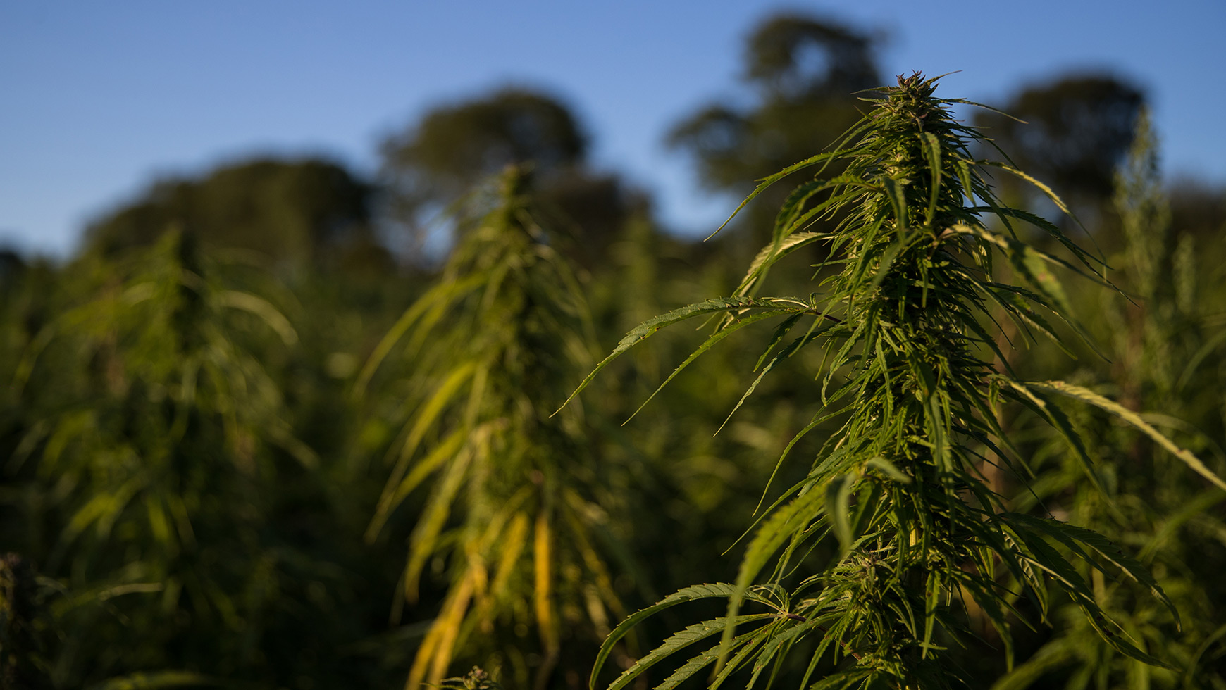 Hemp: Nature’s Medicine