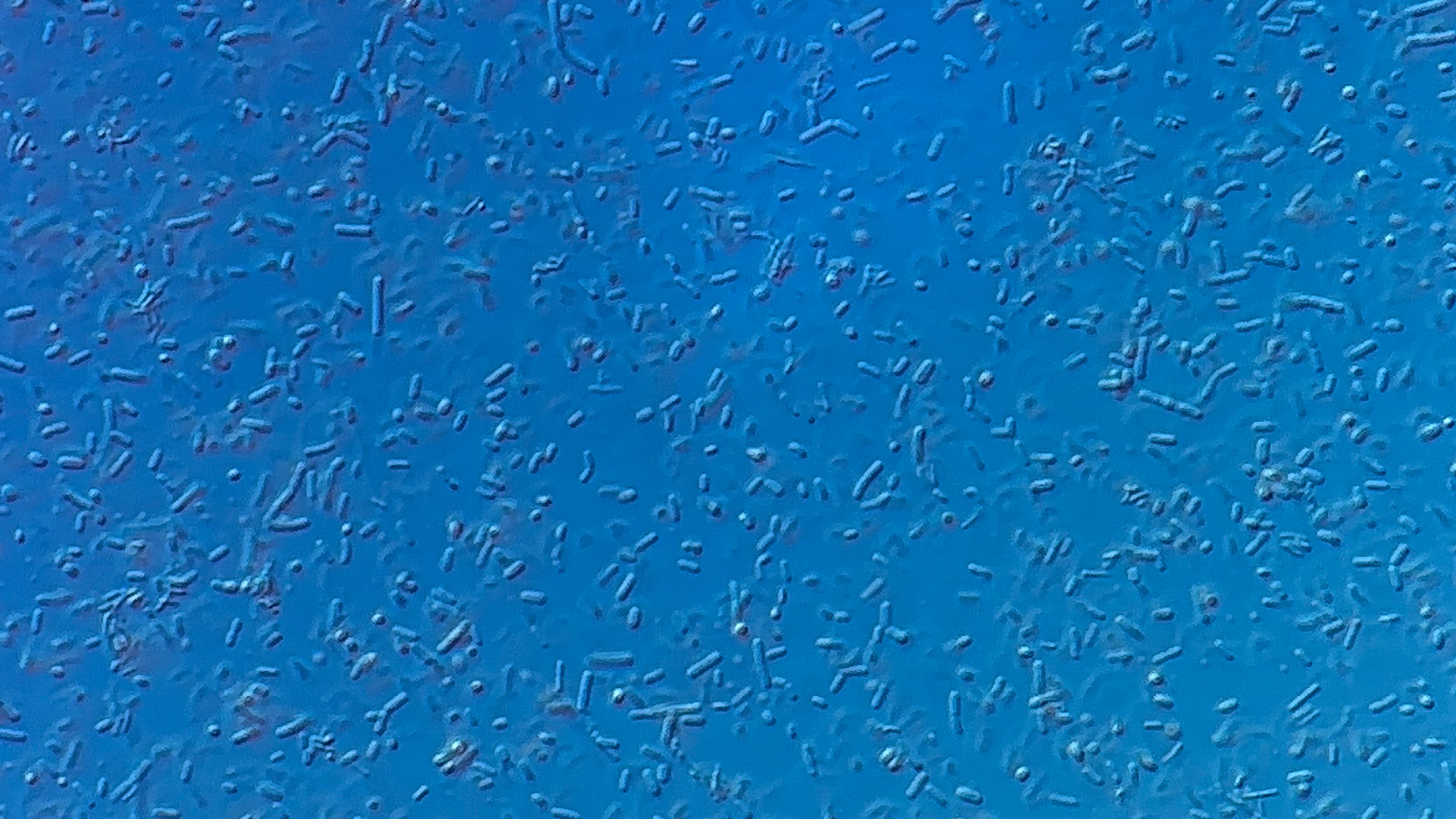 Good Gut Health: What You Need